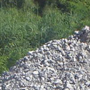 reforestacion